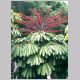 Schefflera_actinophylla2.html