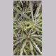 Schefflera_elegantissima.html