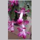 Schlumbergera_Nicole.html