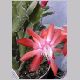 Schlumbergera_Thoralise.html