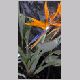 Strelitzia_reginae.html