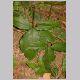 Syngonium_podophyllum.html