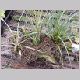 Tillandsia.html