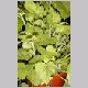 Tolmiea_menziesii.html