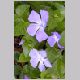 Vinca_major.html