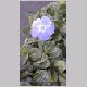 Vinca_minor.html