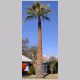 Washingtonia_filifera.html