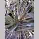 Yucca_aloifolia.html