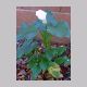 Zantedeschia_aethiopica.html