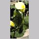 Zantedeschia_elliottiana.html