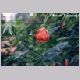 abutilon_striatum.html