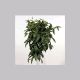 aeschynanthus_marmorathus.html