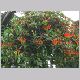 aeschynanthus_speciosus1.html