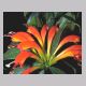 aeschynanthus_speciosus.html