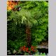 areca_lutescens1.html