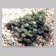 callisia_repens1.html