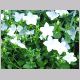 campanula_isophylla1.html