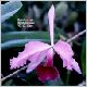 cattleya.html