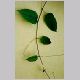 cissus_antarctica.html