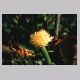 haemanthus_albiflos1.html