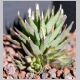 haworthia_fasciata.html