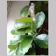 hoya_australis.html