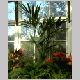 kentia(howea)_forsteriana.html