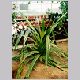 pandanus_veitchii.html