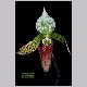 paphiopedilum.html