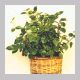 peperomia_scandens1.html