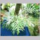 philodendron_elegans.html
