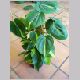 philodendron_scandens.html