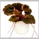 saxifraga_stolonifera.html