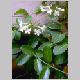 stephanotis_floribunda.html