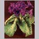 streptocarpus_hybridus1.html