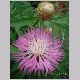 centaurea_dealbata1.html