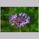 centaurea_montana.html